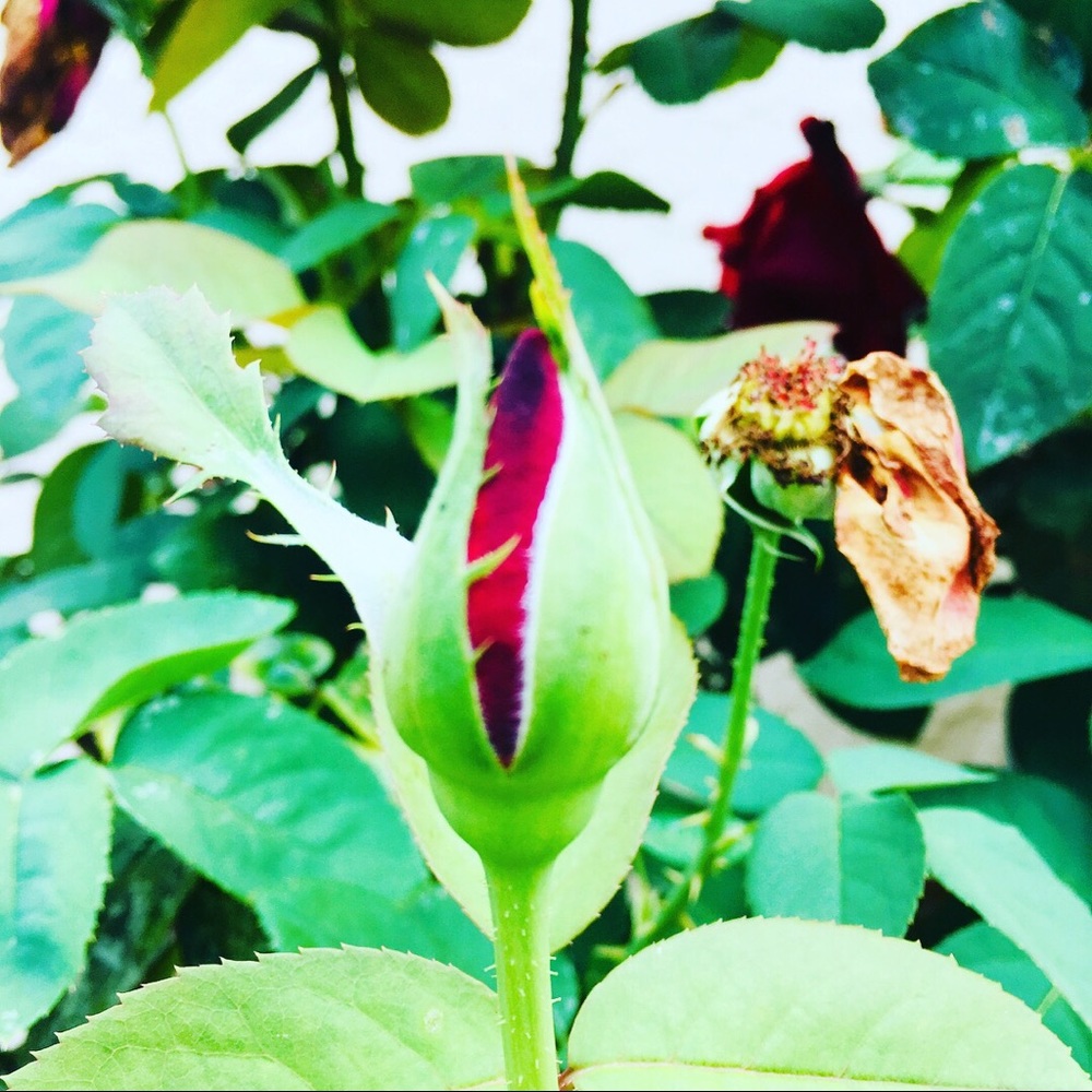 Meet your Posher, Patricia